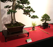 Bonsų grožis Japonijos kultūros festivalyje Alytuje