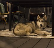 Velykinė fotosesija ant stogo