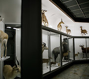 Tado Ivanausko zoologijos muziejuje