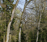 Punios &scaron;ilo (kunigaik&scaron;čių) ąžuolai