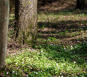 Prienų &scaron;ilas