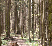 Prienų &scaron;ilas