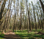 Prienų &scaron;ilas