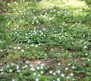 Prienų &scaron;ilas