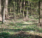 Prienų &scaron;ilas