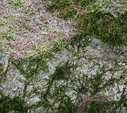 Prienų &scaron;ilas