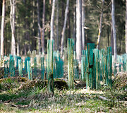 Punios &scaron;ilo gamtinis rezervatas