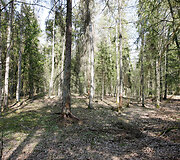 Punios &scaron;ilo gamtinis rezervatas