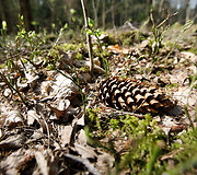 Punios &scaron;ilo gamtinis rezervatas
