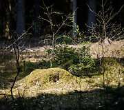 Punios &scaron;ilo gamtinis rezervatas