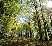 Babronių piliakalnis