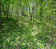 Voseliūnų piliakalnis