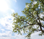 Ąžuolynai ir ąžuolai