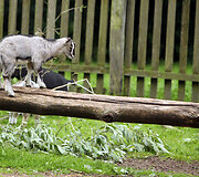 Jaunikliai zoologijos sode