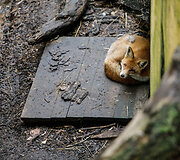 Kauno zoologijos sodas