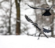 Pauk&scaron;čiai žiemą