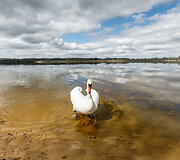 Pavasaris prie Kauno marių