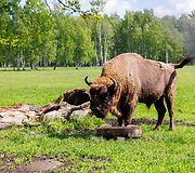 Pa&scaron;ilių stumbrynas