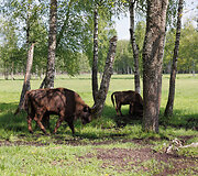 Pa&scaron;ilių stumbrynas
