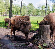 Pa&scaron;ilių stumbrynas