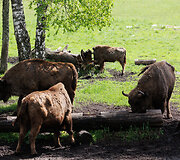 Pa&scaron;ilių stumbrynas