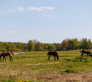 Nibrių žirgynėlis