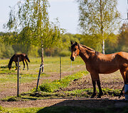 Nibrių žirgynėlis