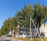 Beržų gatvė Marijampolėje