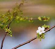 Kaune pražydo sakuros
