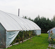Pomidorų ūkyje