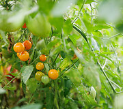 Pomidorų ūkyje