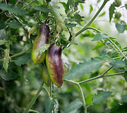 Pomidorų ūkyje