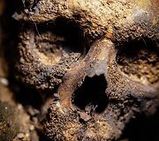 Archeologiniai atradimai Kauno bažnyčioje