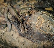 Archeologiniai atradimai Kauno bažnyčioje