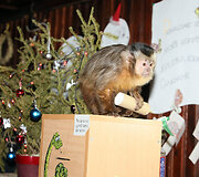 Kalėdos zoologijos sode