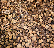 Vie&scaron;bučio &bdquo;Flores&ldquo; atidarymas