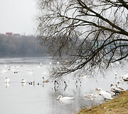 Gulbės Nemune