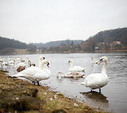 Gulbės Nemune