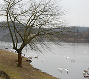Gulbės Nemune