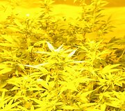 Nelegaliai auginamos kanapės