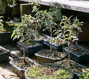 Bonsai oazė Kęstučio Ptakausko namuose