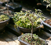 Bonsai oazė Kęstučio Ptakausko namuose