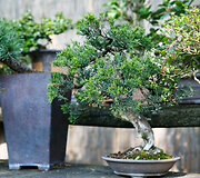 Bonsai oazė Kęstučio Ptakausko namuose
