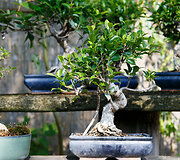Bonsai oazė Kęstučio Ptakausko namuose