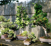 Bonsai oazė Kęstučio Ptakausko namuose