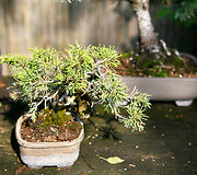 Bonsai oazė Kęstučio Ptakausko namuose