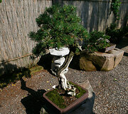 Bonsai oazė Kęstučio Ptakausko namuose