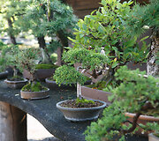 Bonsai oazė Kęstučio Ptakausko namuose