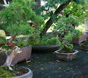 Bonsai oazė Kęstučio Ptakausko namuose