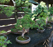 Bonsai oazė Kęstučio Ptakausko namuose
